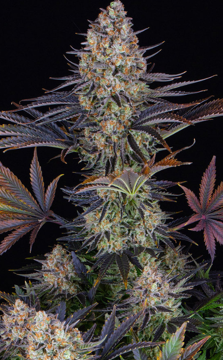 LSD