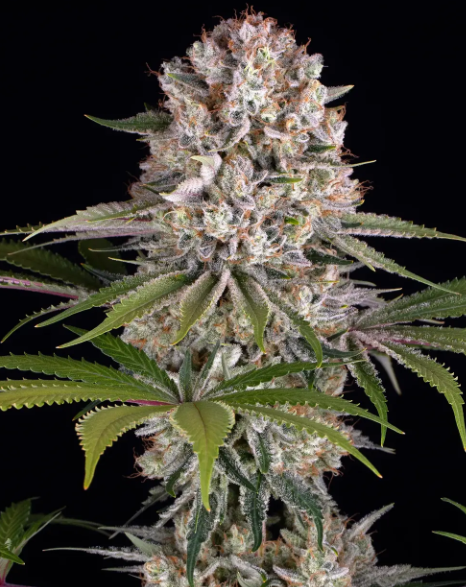 Amnesia Haze Strain