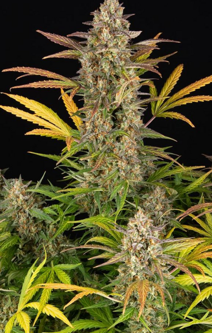 AMNESIA HAZE AUTO