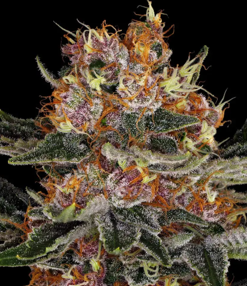PURPLE PUNCH AUTO