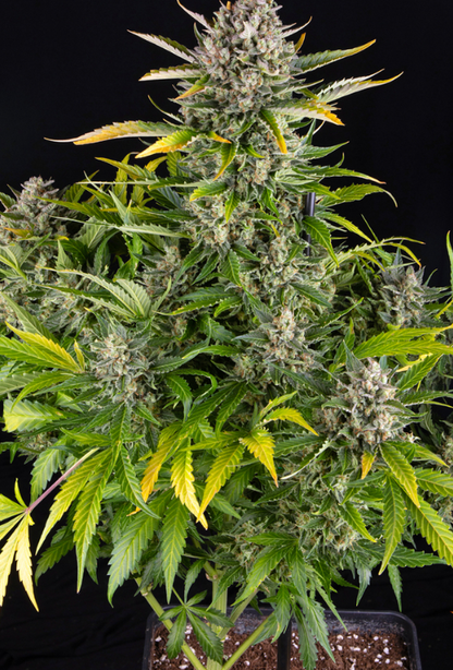 STRAWBERRY CHEESECAKE AUTO