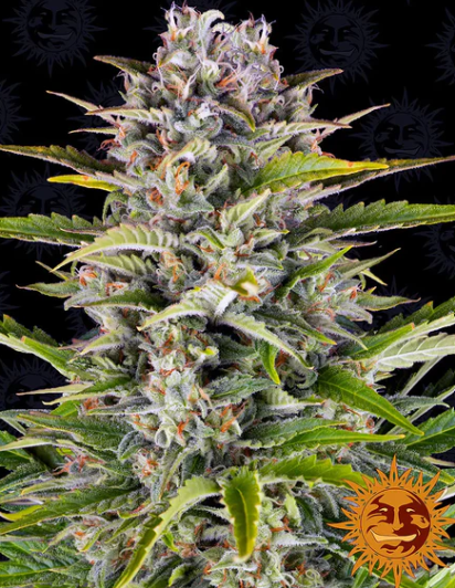 GORILLA ZKITTLEZ AUTO