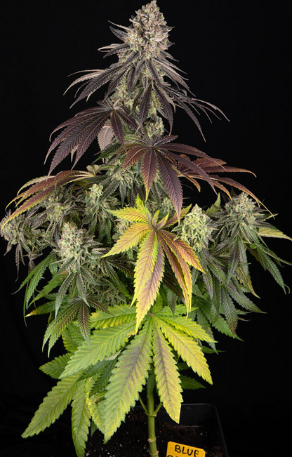 BLUE DREAM STRAIN