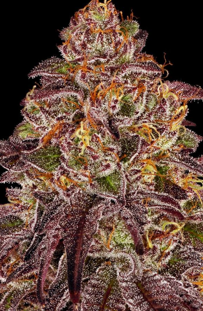 MIMOSA X ORANGE PUNCH AUTO
