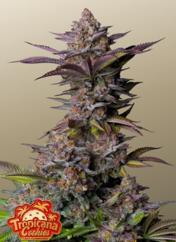 Tropicana Cookies FASTFLOWERING