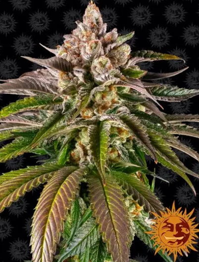 KUSH MINTZ