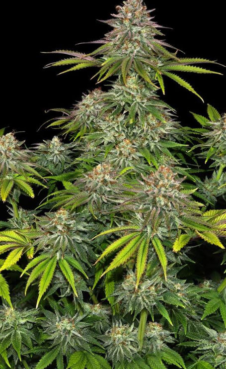 CRITICAL KUSH