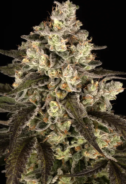 TRAINWRECK STRAIN
