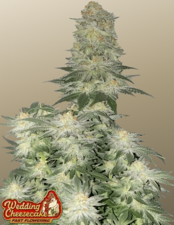 Wedding Cheesecake FASTFLOWERING