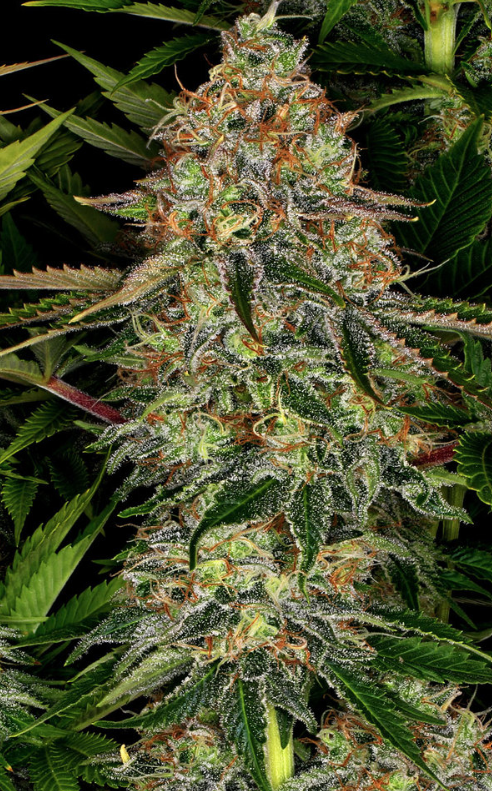 TANGERINE DREAM AUTO