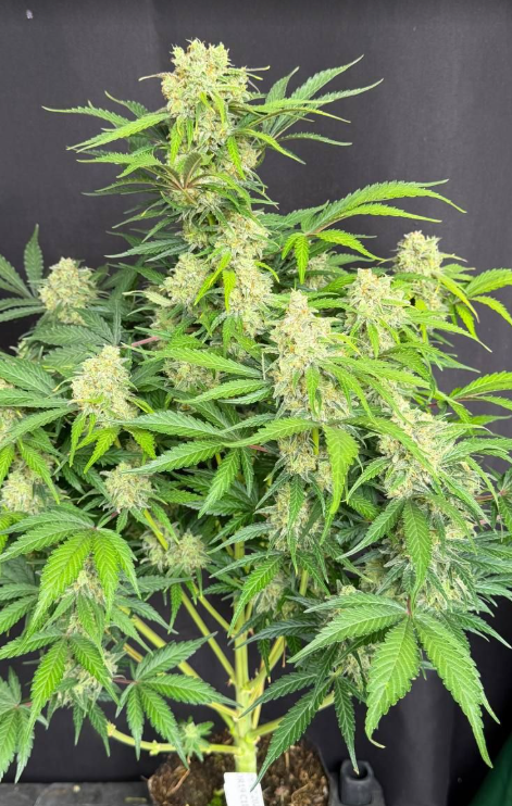 Moby Dick Auto