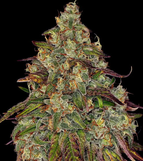 AMNESIA LEMON