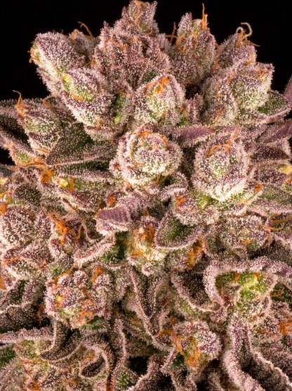 MIMOSA X ORANGE PUNCH