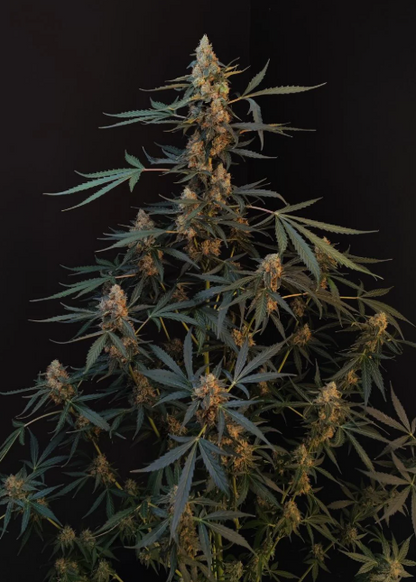 Northern Lights Auto