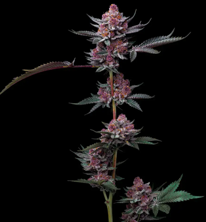 CHERRY POPPERS STRAIN
