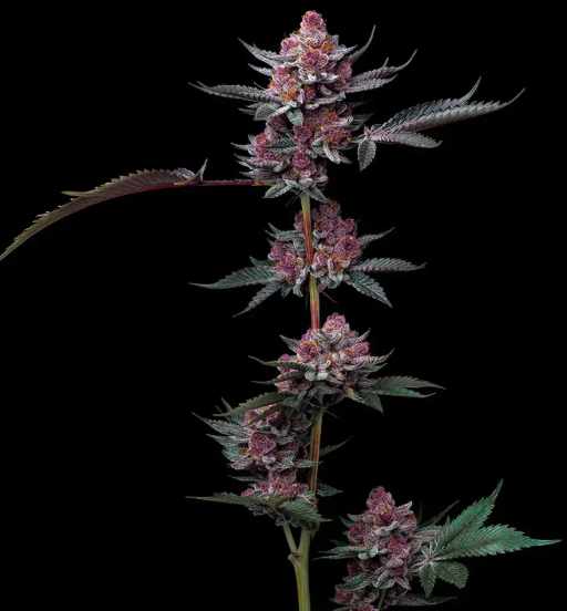 CHERRY POPPERS STRAIN