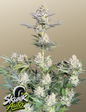 Skunk Auto