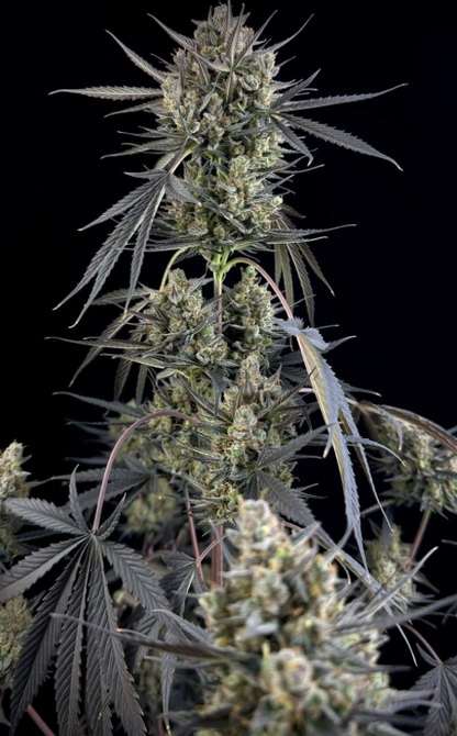 Pound Cake Auto