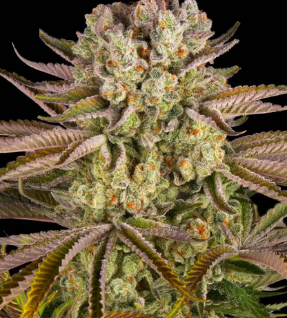 PINEAPPLE EXPRESS
