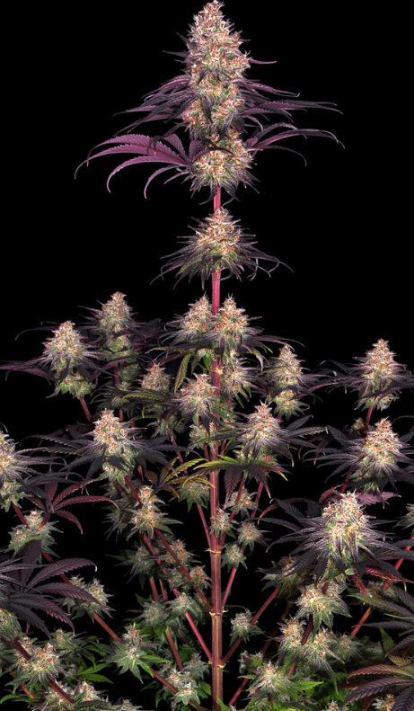 AYAHUASCA PURPLE