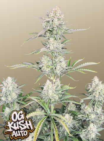 OG Kush Auto