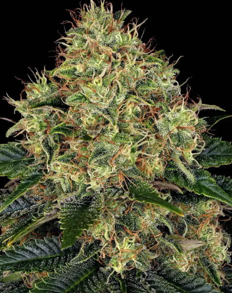 SKYWALKER OG AUTO