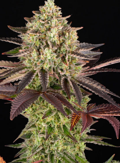 APPLE FRITTER