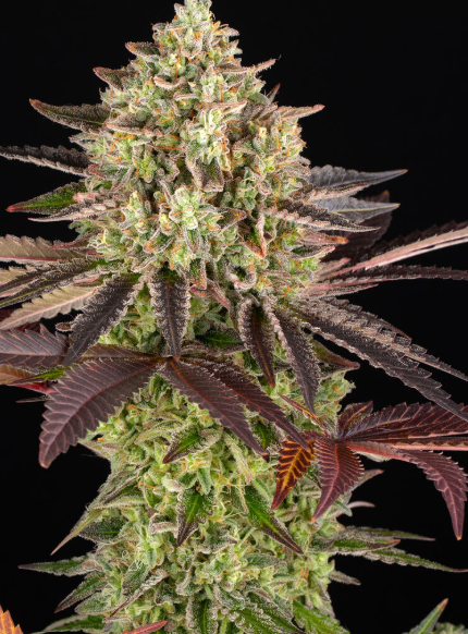 APPLE FRITTER