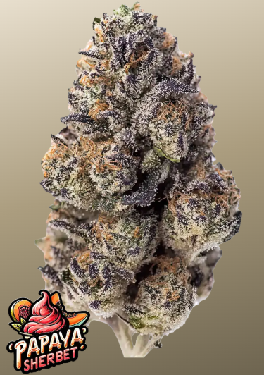 Papaya Sherbet feminised