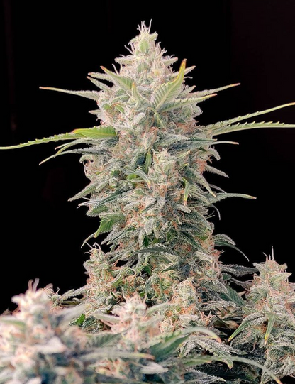Skunk Auto