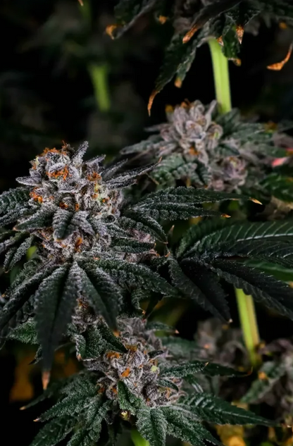 Papaya Sherbet feminised