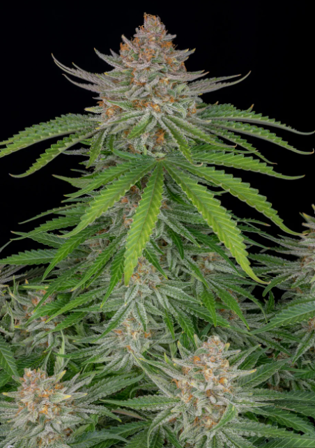Strawberry Pie Auto