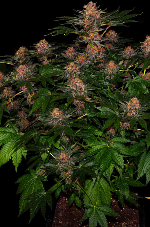 PURPLE PUNCH AUTO