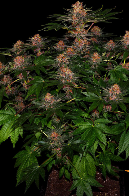 PURPLE PUNCH AUTO