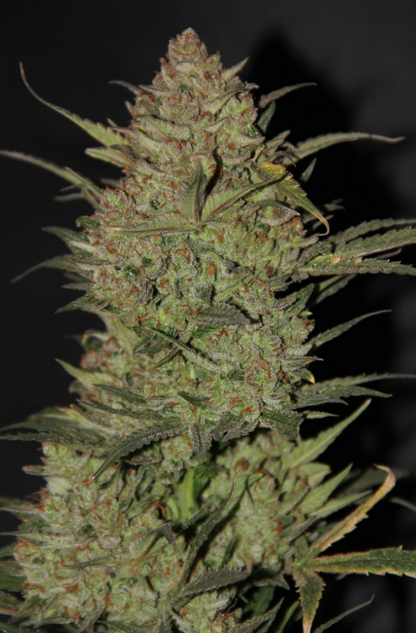 OG Kush Auto