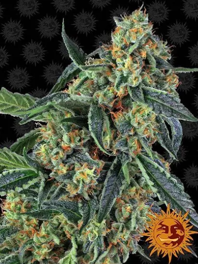 COOKIES KUSH