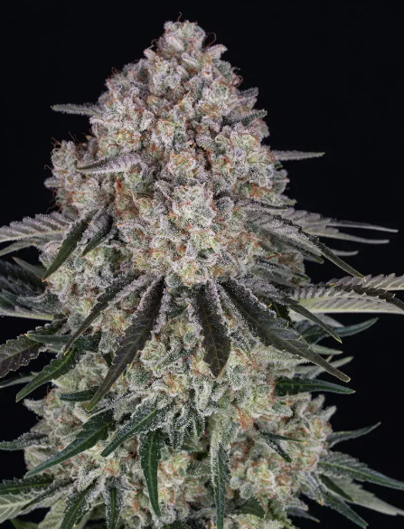 SOUR DIESEL AUTO