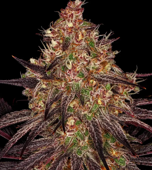 AYAHUASCA PURPLE