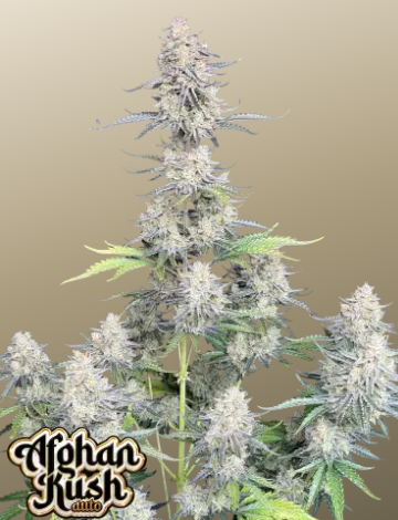 Afghan Kush Auto