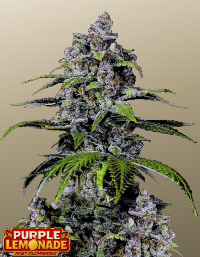 Purple Lemonade FASTFLOWERING