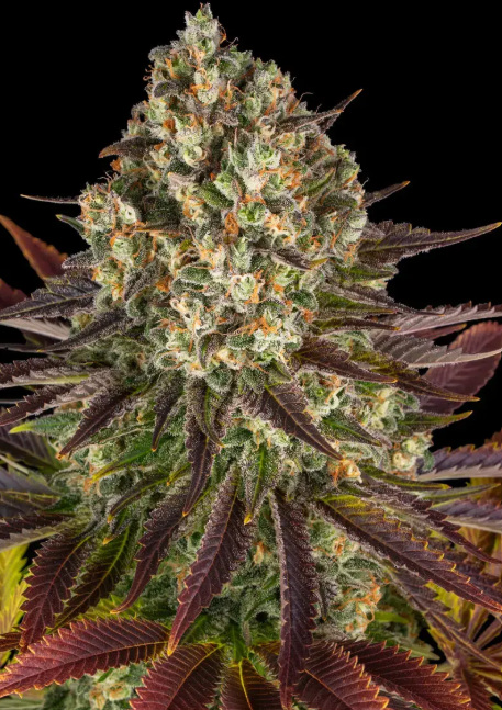 BISCOTTI
