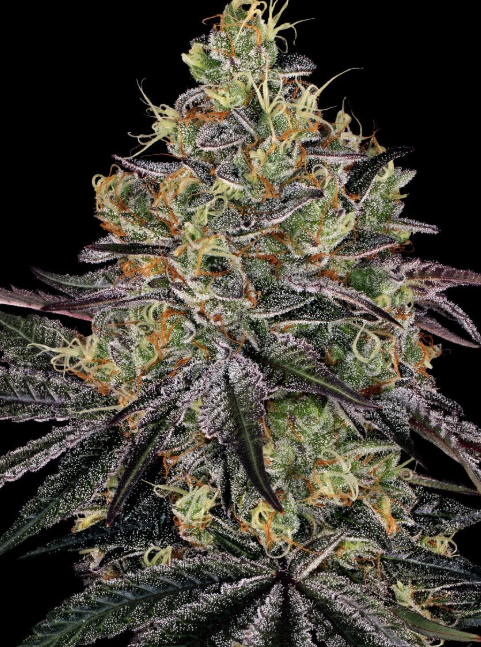 WATERMELON ZKITTLEZ