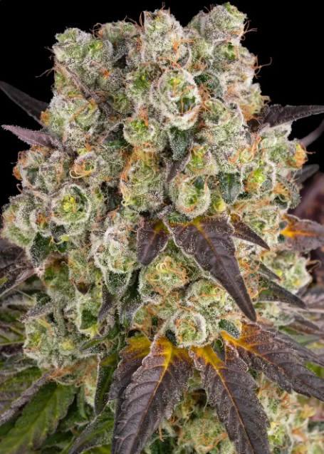 Purple Punch x Lemon drizzle