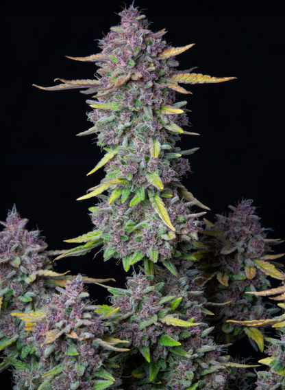 Purple Punch Auto