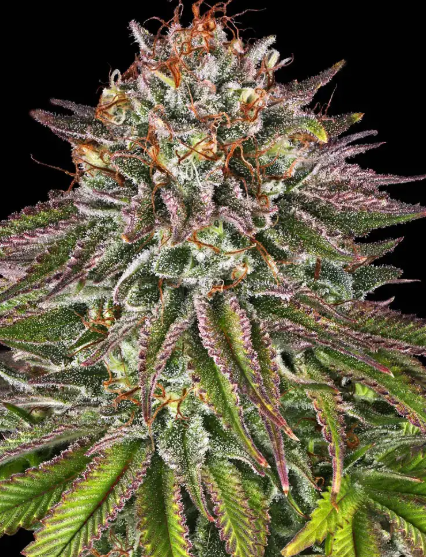 CRITICAL KUSH
