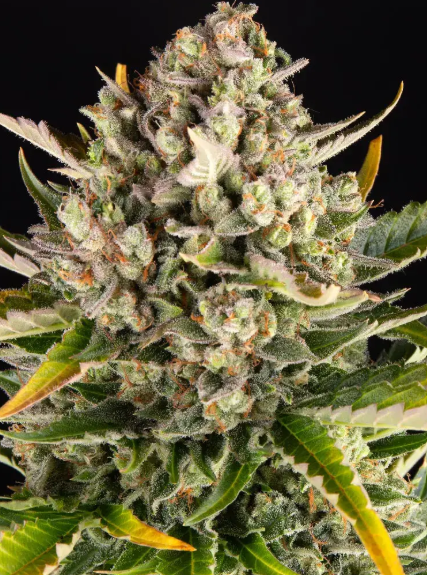 STRAWBERRY CHEESECAKE AUTO