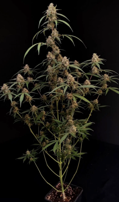 AK Auto