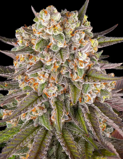LIMONCELLO STRAIN