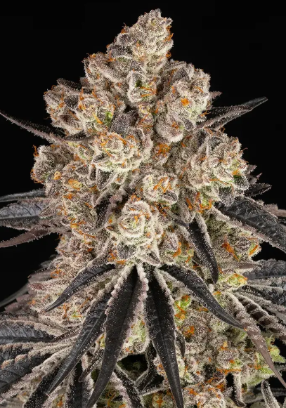RAINBOW SHERBET STRAIN