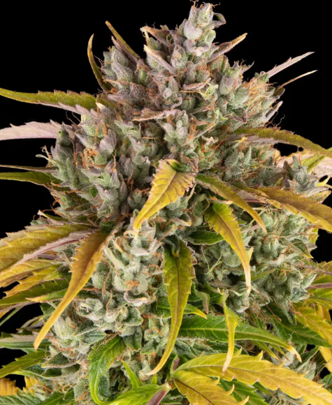 LSD AUTO